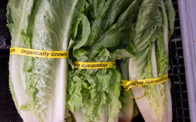 Retiran la lechuga romana de las tiendas Walmart por posible brote de la bacteria E. coli