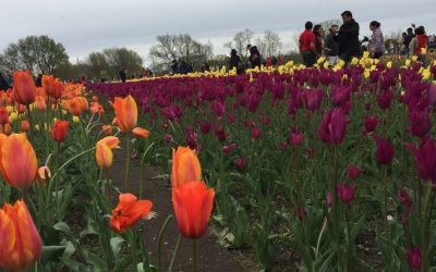 El Festival de Tulipanes de Holland anuncia eventos para 2021